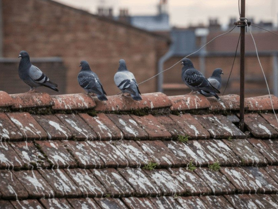 Five pigeons standing on a red tiled roof
