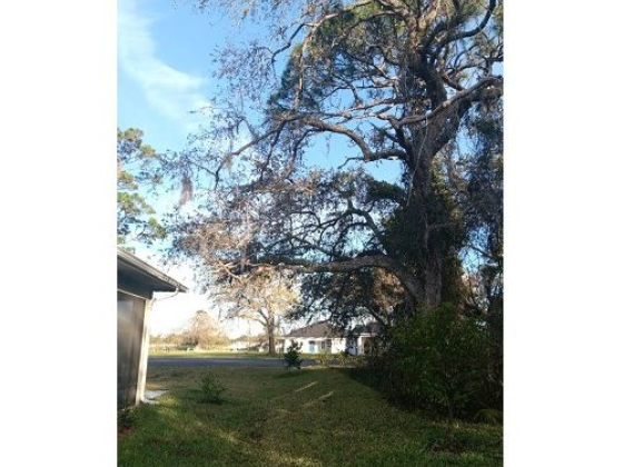 A large tree casts shade over a grassy yard near a house
