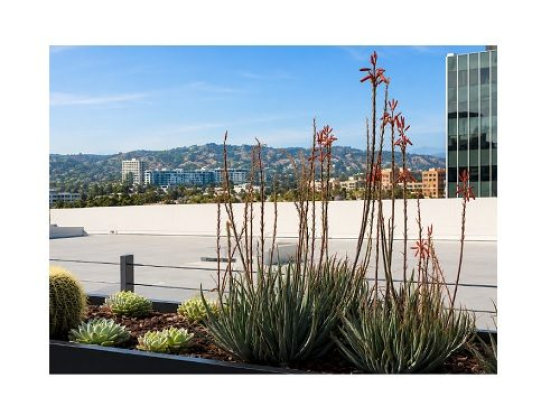 Rooftop garden view with cityscape in the background
